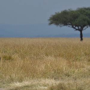 _5RG3286_20180730_144306_5328Masai Mara 2018_6602Masai Mara 2018.jpg