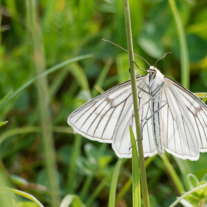 N5261533nikon.jpg