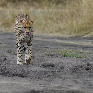 _5RG3341_20180730_144459_5329Masai Mara 2018_6603Masai Mara 2018.jpg
