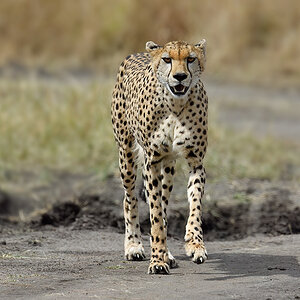 _5RG3390_20180730_144529_5333Masai Mara 2018_6607Masai Mara 2018.jpg