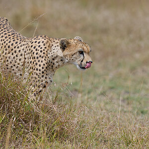 _85R8770_20180730_144629_5026Masai Mara 2018_6664Masai Mara 2018.jpg