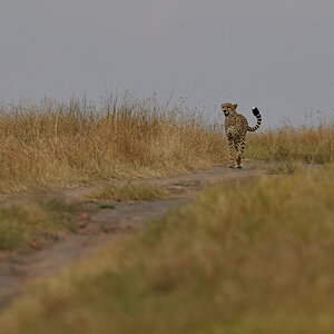 _5RG3594_20180730_150018_5352Masai Mara 2018_6627Masai Mara 2018.jpg