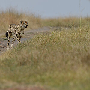 _5RG3672_20180730_150113_5354Masai Mara 2018_6629Masai Mara 2018.jpg