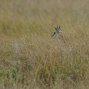 _5RG3696_20180730_151000_5356Masai Mara 2018_6631Masai Mara 2018.jpg
