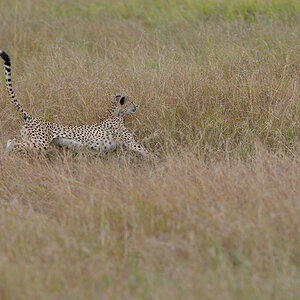 _85R8841_20180730_151103_5029Masai Mara 2018_6667Masai Mara 2018.jpg