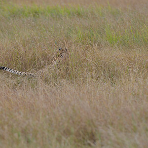 _85R8843_20180730_151103_5030Masai Mara 2018_6668Masai Mara 2018.jpg
