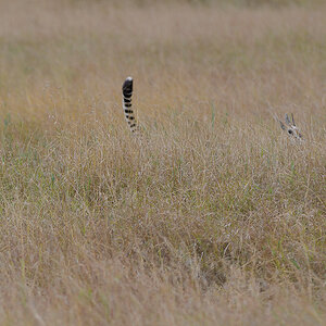 _85R8850_20180730_151106_5031Masai Mara 2018_6669Masai Mara 2018.jpg