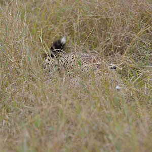 _85R8859_20180730_151142_5033Masai Mara 2018_6671Masai Mara 2018.jpg