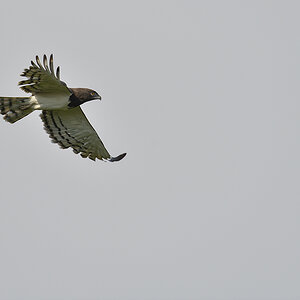 _85R9009_20180730_164602_5046Masai Mara 2018_6684Masai Mara 2018.jpg