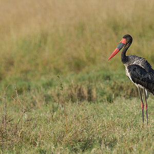 _85R9174_20180730_172519_5061Masai Mara 2018_6699Masai Mara 2018.jpg