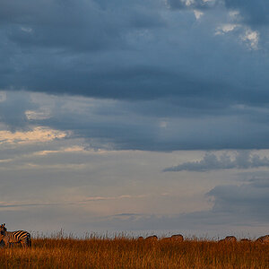 _5RG3780_20180730_183227_5361Masai Mara 2018_6636Masai Mara 2018.jpg