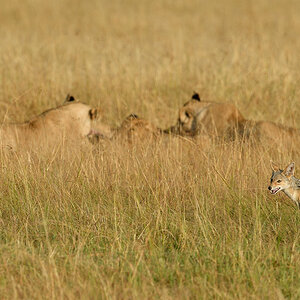 _R059810_20180731_074435_5755Masai Mara 2018_7139Masai Mara 2018.jpg