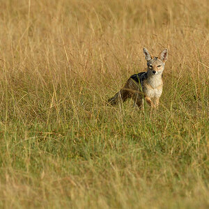 _R059826_20180731_074507_5756Masai Mara 2018_7140Masai Mara 2018.jpg