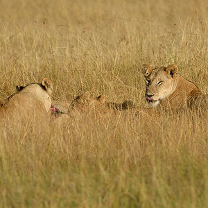 _R059841_20180731_074526_5757Masai Mara 2018_7141Masai Mara 2018.jpg