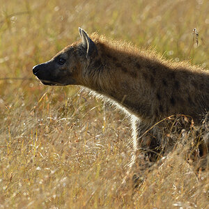 _R059894_20180731_080722_5762Masai Mara 2018_7146Masai Mara 2018.jpg