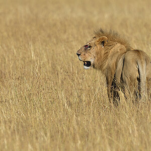 _R059964_20180731_084306_5764Masai Mara 2018_7148Masai Mara 2018.jpg