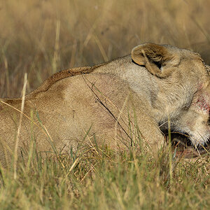 _R050011_20180731_084657_5679Masai Mara 2018_7063Masai Mara 2018.jpg