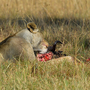 _5RG3944_20180731_085455_5378Masai Mara 2018_6768Masai Mara 2018.jpg