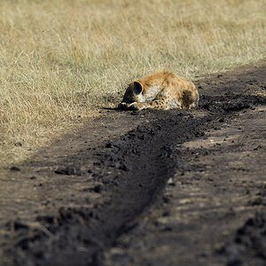 _5RG3945_20180731_085607_5379Masai Mara 2018_6769Masai Mara 2018.jpg