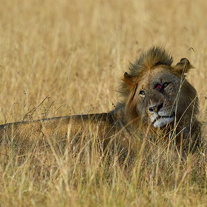 _5RG3995_20180731_090555_5385Masai Mara 2018_6775Masai Mara 2018.jpg
