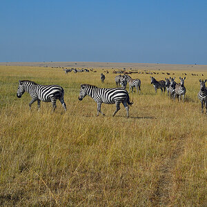 _5RG4025_20180731_092719_5386Masai Mara 2018_6776Masai Mara 2018.jpg