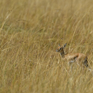 _5RG4052_20180731_094334_5391Masai Mara 2018_6781Masai Mara 2018.jpg