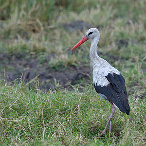 _85R9267_20180731_125827_5635Masai Mara 2018_7023Masai Mara 2018.jpg