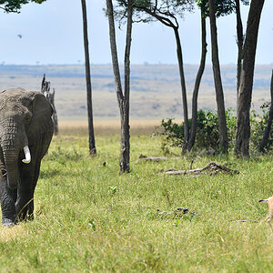 _5RG4959_20180731_134600_5428Masai Mara 2018_6818Masai Mara 2018.jpg