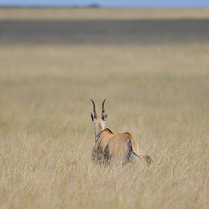 _85R0867_20180731_164105_5568Masai Mara 2018_6956Masai Mara 2018.jpg