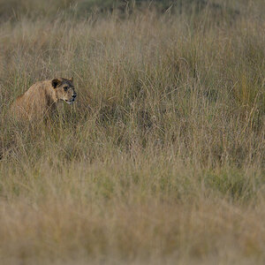 _85R0954_20180731_172805_5575Masai Mara 2018_6963Masai Mara 2018.jpg