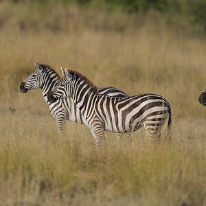 _85R0955_20180731_172850_5576Masai Mara 2018_6964Masai Mara 2018.jpg