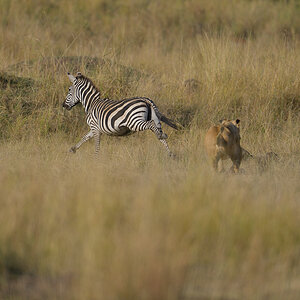 _85R0960_20180731_173024_5578Masai Mara 2018_6966Masai Mara 2018.jpg