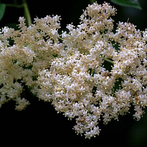 Holunderblüte.jpg