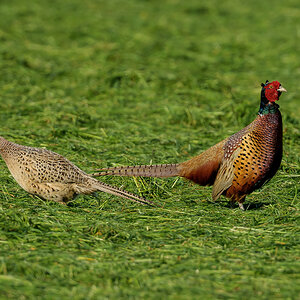 NZ9_4054_Frau und Herr Fasan_IA_5-2024.jpg
