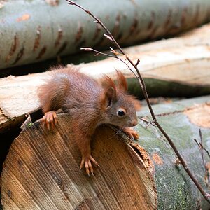 Juniorhörnchen 2.jpg