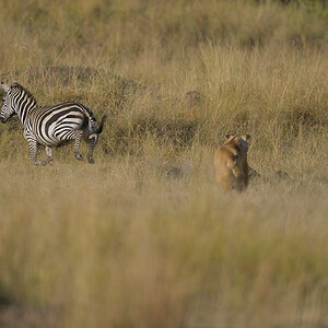_85R0961_20180731_173025_5579Masai Mara 2018_6967Masai Mara 2018.jpg