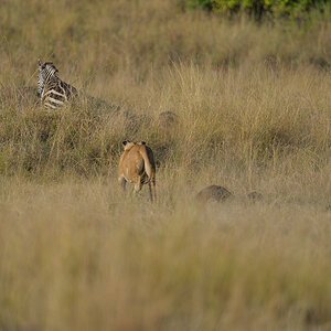 _85R0968_20180731_173026_5585Masai Mara 2018_6973Masai Mara 2018.jpg