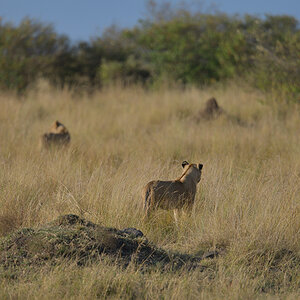 _85R0983_20180731_173104_5590Masai Mara 2018_6978Masai Mara 2018.jpg