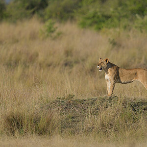_85R0993_20180731_173126_5592Masai Mara 2018_6980Masai Mara 2018.jpg