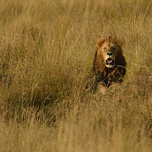 _R050525_20180731_175023_5721Masai Mara 2018_7105Masai Mara 2018.jpg