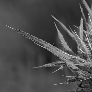 _DSC0011_DxOAxl_SW.jpg