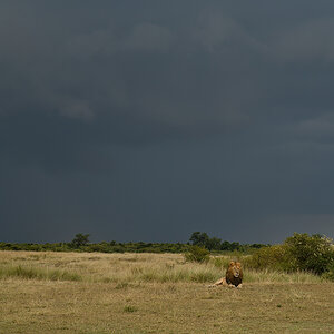 _R050773_20180731_181149_5740Masai Mara 2018_7124Masai Mara 2018.jpg