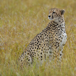 _5RG5801_20180801_084054_5881Masai Mara 2018_5886Masai Mara 2018.jpg