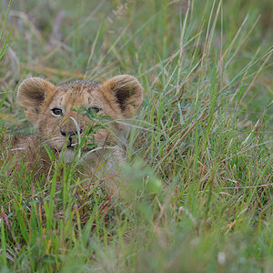 _85R1841_20180801_090438_5776Masai Mara 2018_5913Masai Mara 2018.jpg