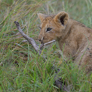 _85R1844_20180801_090831_5777Masai Mara 2018_5914Masai Mara 2018.jpg