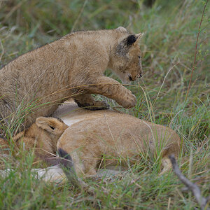 _85R1997_20180801_091306_5814Masai Mara 2018_5917Masai Mara 2018.jpg