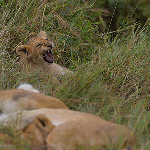 _85R2115_20180801_091529_5821Masai Mara 2018_5924Masai Mara 2018.jpg