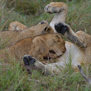 _85R2177_20180801_091542_5825Masai Mara 2018_5928Masai Mara 2018.jpg