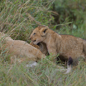_85R2373_20180801_091829_5831Masai Mara 2018_5934Masai Mara 2018.jpg