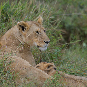 _85R2442_20180801_092258_5832Masai Mara 2018_5935Masai Mara 2018.jpg